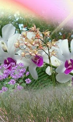 Orchid Garden Live Wallpaper截图1