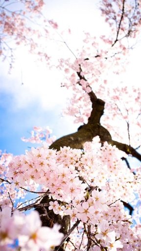 Spring Blossoms Live Wallpaper截图3