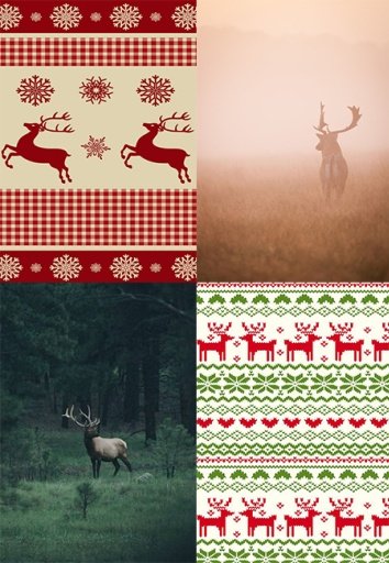 Deer HD Wallpaper截图2