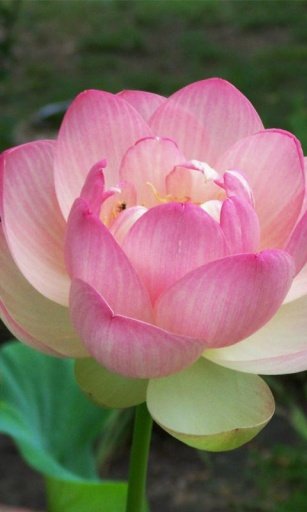 Pink Lotus HD Wallpaper截图5