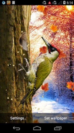 3D Woodpecker Live Wallpaper截图6