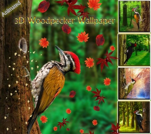 3D Woodpecker Live Wallpaper截图1