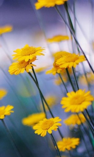 YELLOW CHAMOMILE HD WALLPAPER截图2