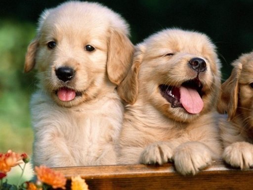 Playful Puppies Live Wallpaper截图1