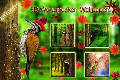 3D Woodpecker Live Wallpaper截图4