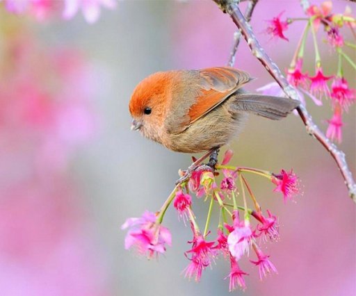 Cute Bird截图4