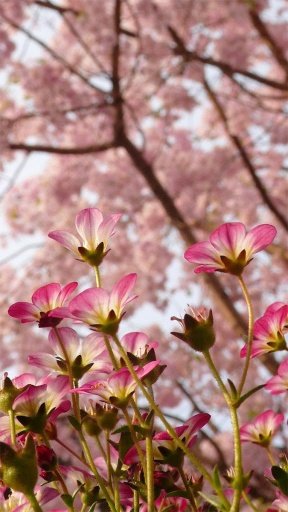 Spring Blossoms Live Wallpaper截图6