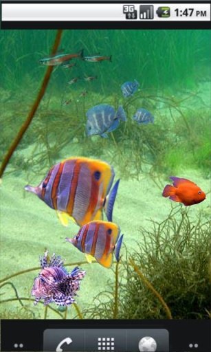 Underwater Fish habitants LWP截图1