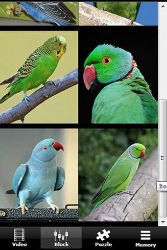 Annoying Talking Parakeet截图4