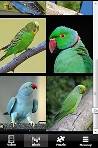 Annoying Talking Parakeet截图10