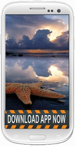 Starfish Wallpapers截图5