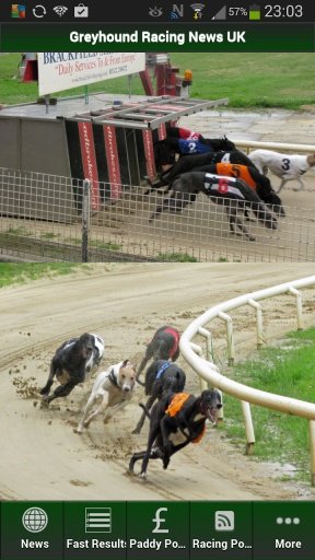 Greyhound Racing News UK截图2