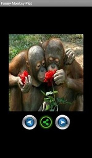 Funny monkey pictures截图8