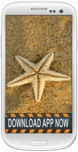 Starfish Wallpapers截图6