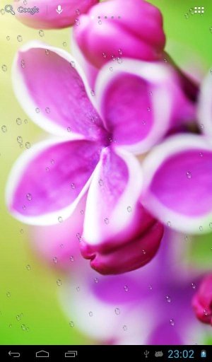 在紫丁香雨滴截图2