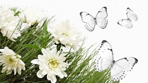 White Butterfly Wallpapers截图9