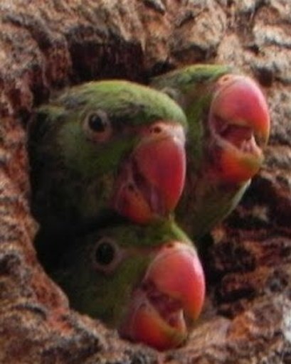 Talking Rose Ringed Parakeet截图5