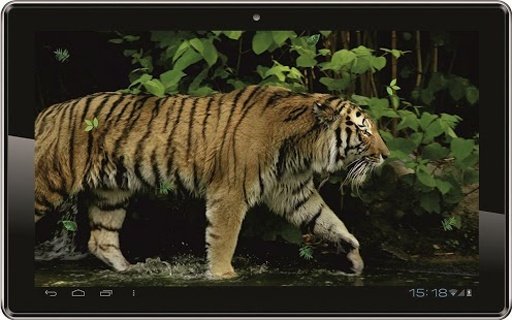 Tiger Free HD live wallpaper截图4