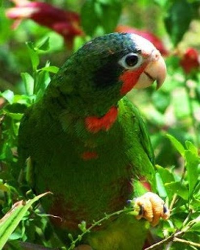 Talking Amazon Parrot截图4