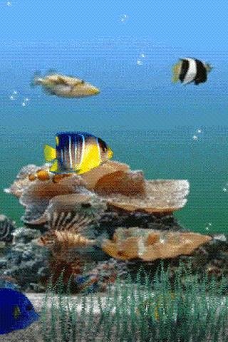 Aquarium Fishes Live Wallpaper截图1