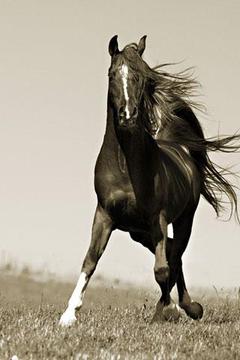 Beautiful Horses Wallpaper截图