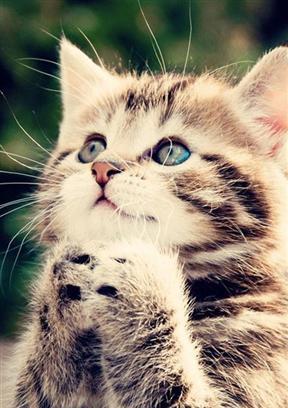 Kitten B HD Live Wallpapers截图2