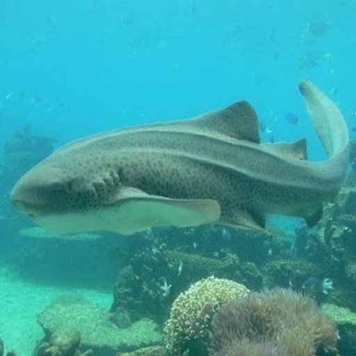 hungry shark story截图6