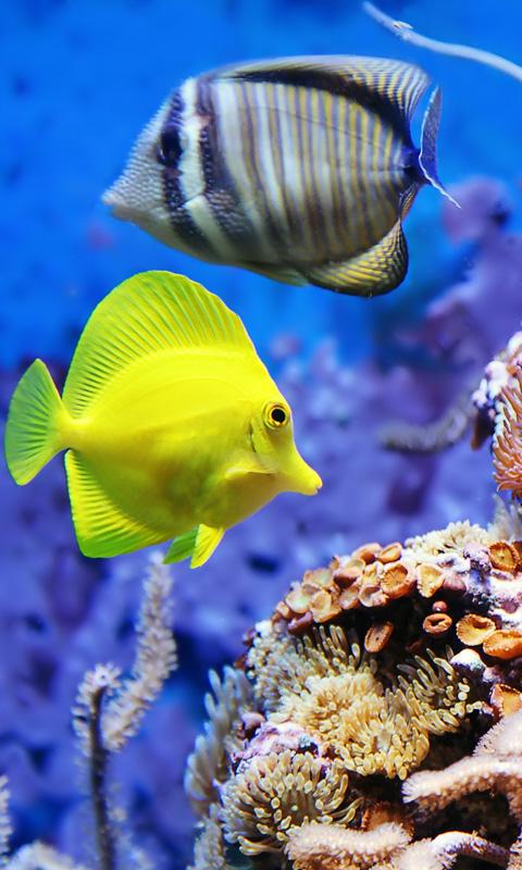 Aquarium Live Wallpapers截图3