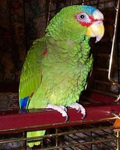 Talking Amazon Parrot截图3