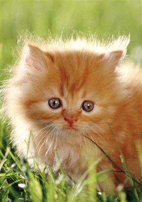 Kitten B HD Live Wallpapers截图1