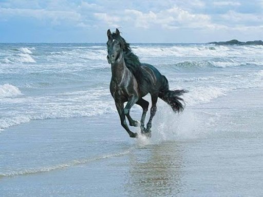 Horse Live Wallpaper截图2