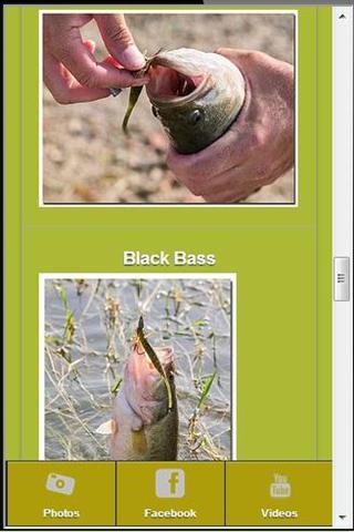 巴斯钓鱼 Bass Fishing截图2