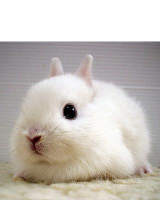 cute baby bunnies截图4