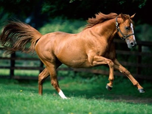 Horse Live Wallpaper截图3