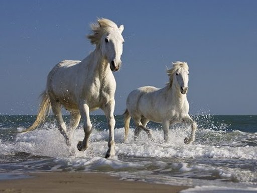 Horse Live Wallpaper截图6