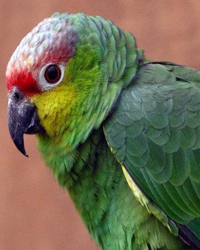 Talking Amazon Parrot截图1