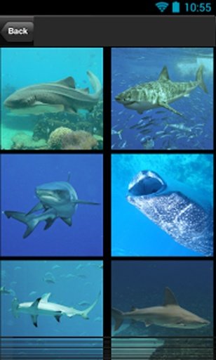 hungry shark story截图3