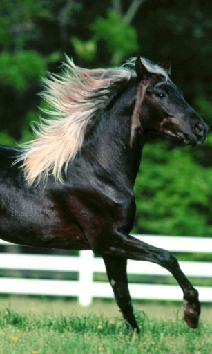 Horses Live Wallpaper截图3