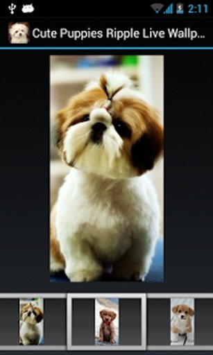 Cute Puppies Ripple Live Wallpaper截图3