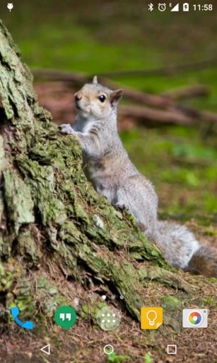 Squirrel Live Wallpaper截图1