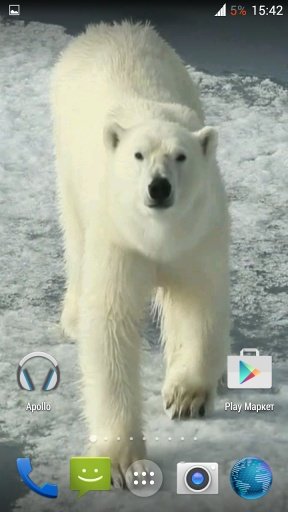 Polar bear HD. Video Wallpaper截图3