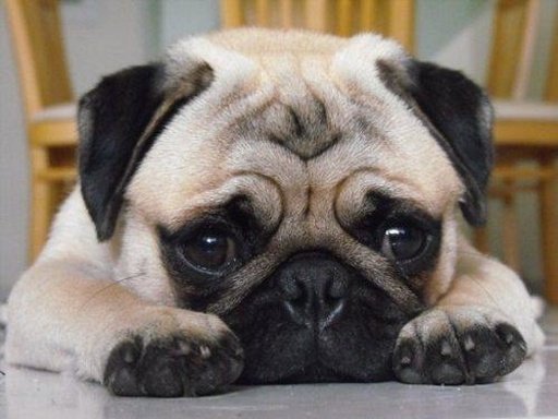 Pug Breed Collection截图4