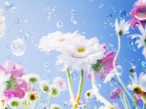 Free Flower Wallpaper HD截图6