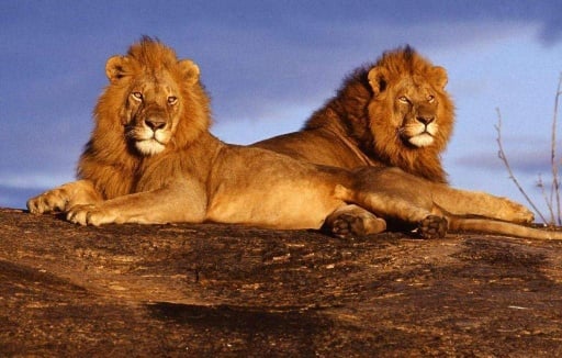 African Lion Wallpapers HD截图3