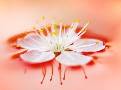 Free Flower Wallpaper HD截图5