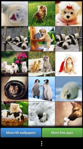 Cute Animals HD Wallpapers截图2