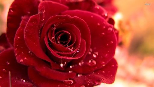 Free Flower Wallpaper HD截图3