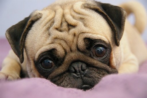 Pug Breed Collection截图2