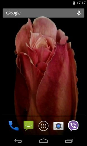 Flowers Video Live Wallpaper截图3