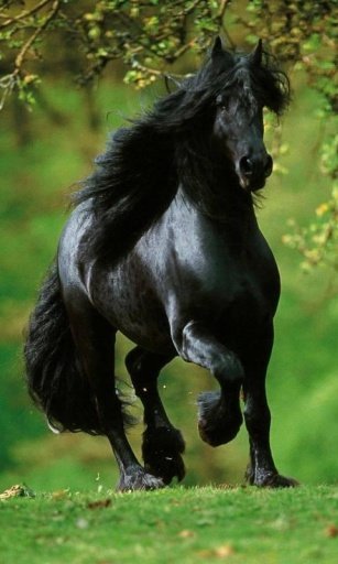 Horses Live Wallpaper截图5